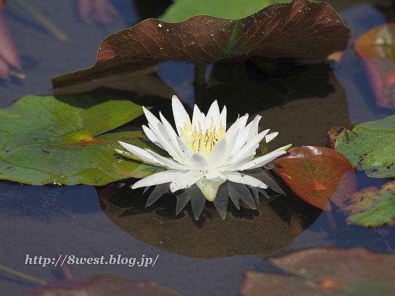 睡蓮1