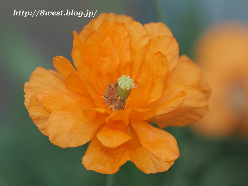 ナガミヒナゲシ