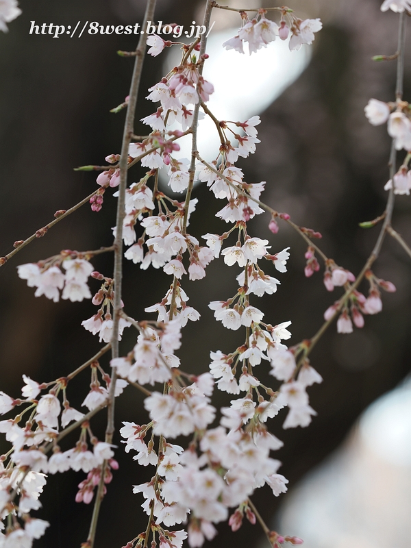 祖霊桜22