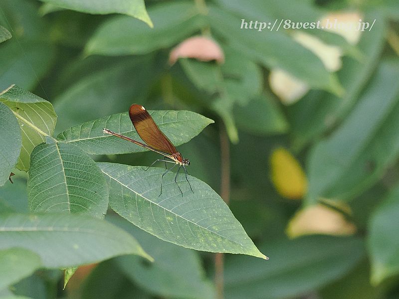 ミヤマカワトンボ4