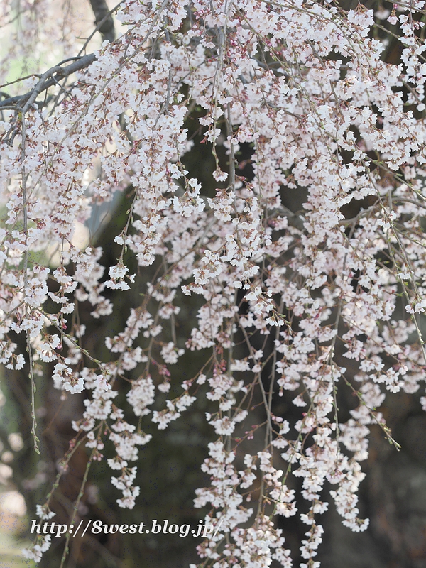 祖霊桜01