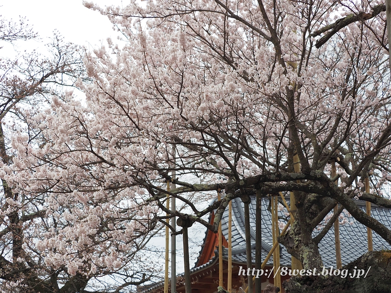 神代桜21