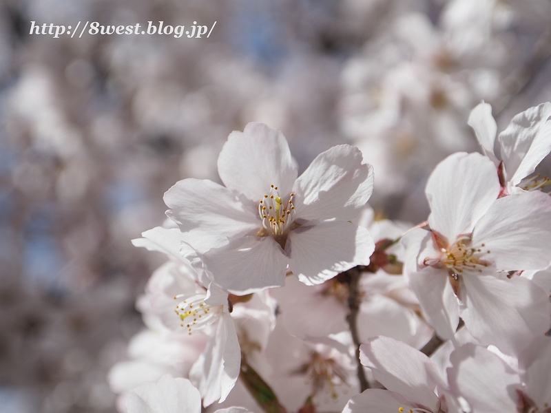 高遠小彼岸桜15