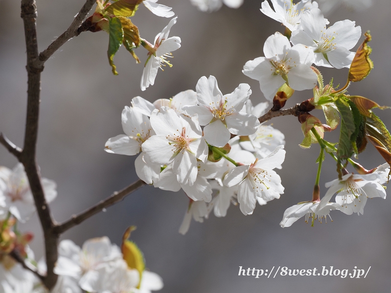 霞桜2