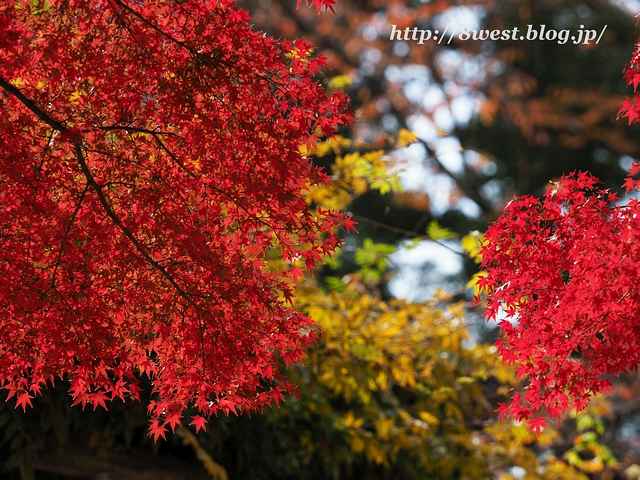 紅葉07