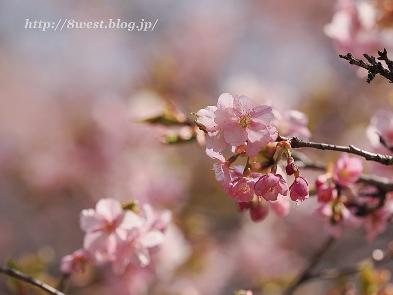 河津桜04