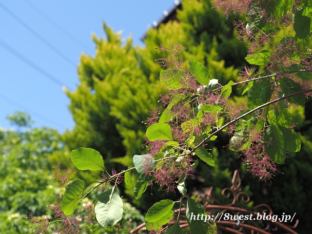 オープンガーデン4