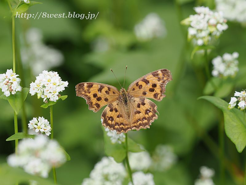 キタテハ4