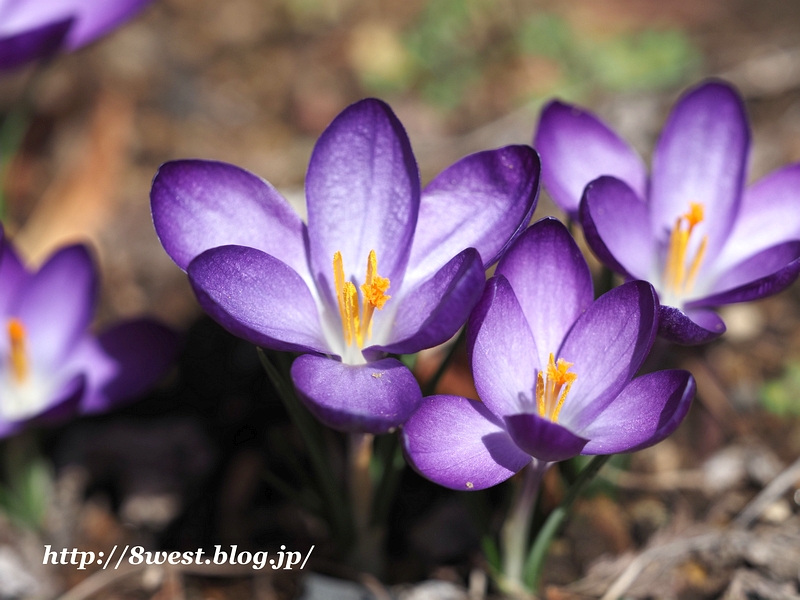 クロッカス