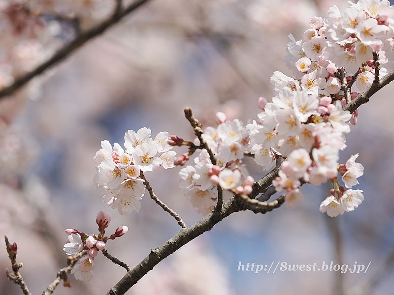 桜11