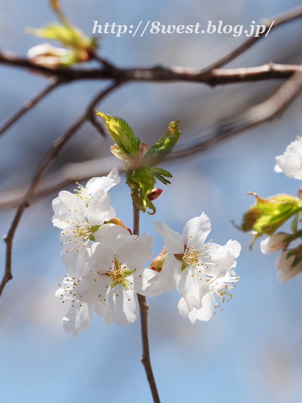 霞桜23