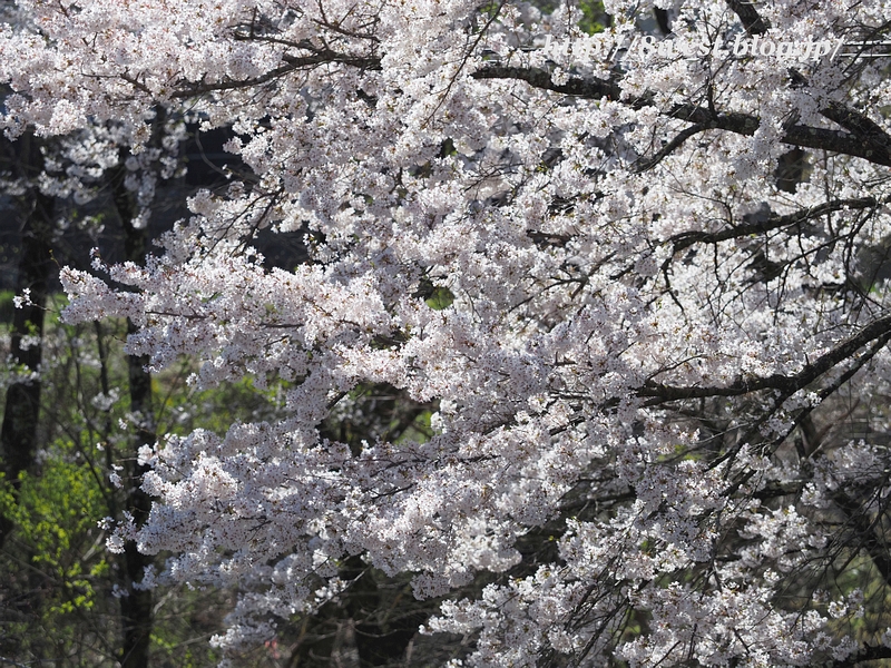 桜25