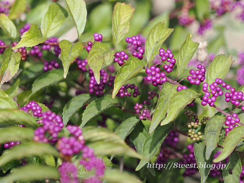 コムラサキ