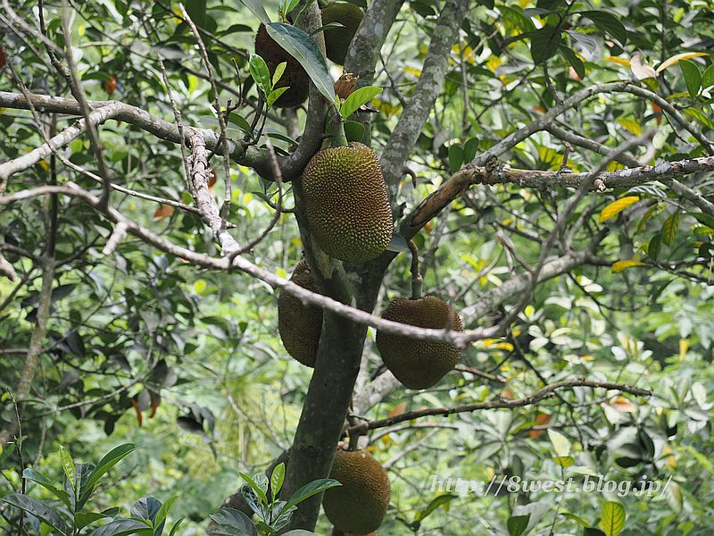 バイディン寺57