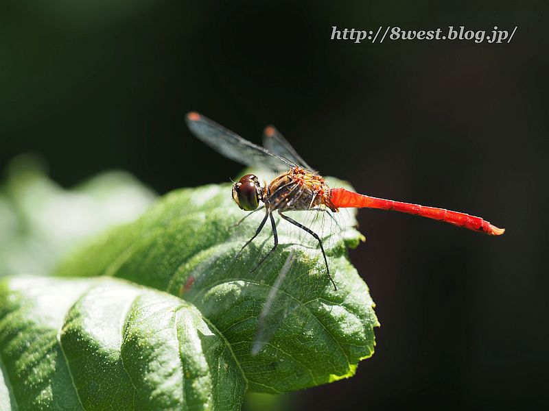 マユタテアカネ1