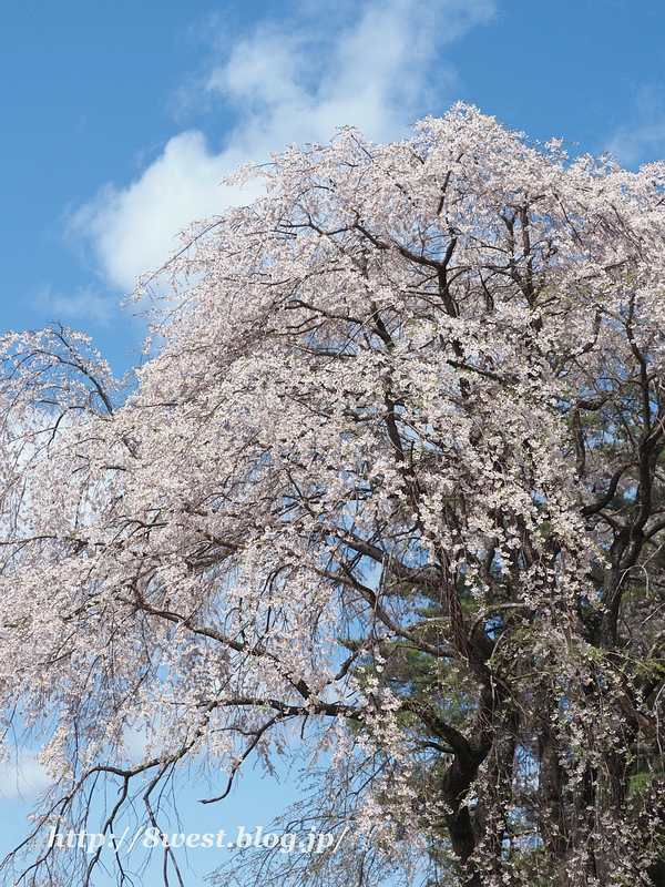 枝垂桜2