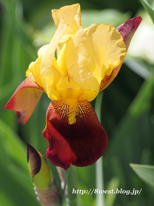 ジャーマンアイリス