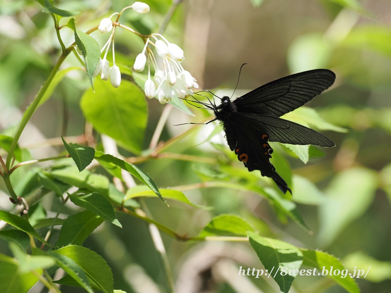 オナガアゲハ09