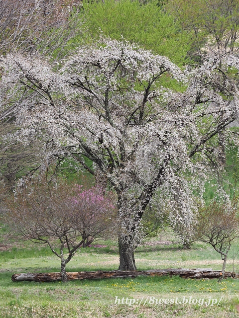 霞桜15