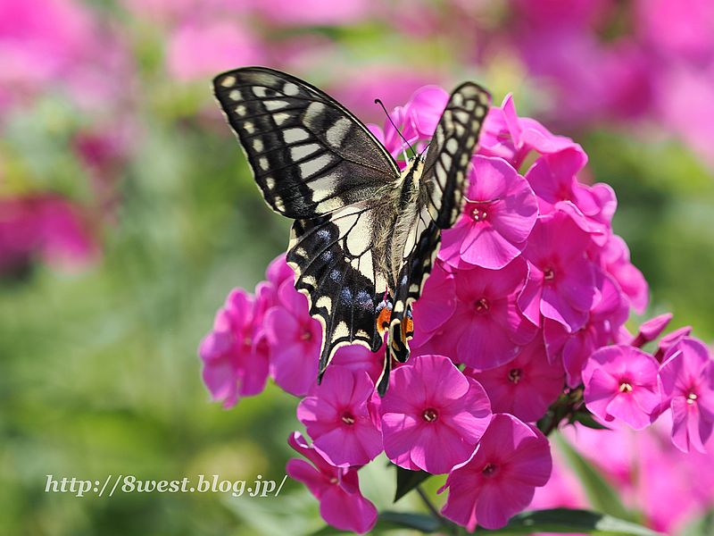 キアゲハ4