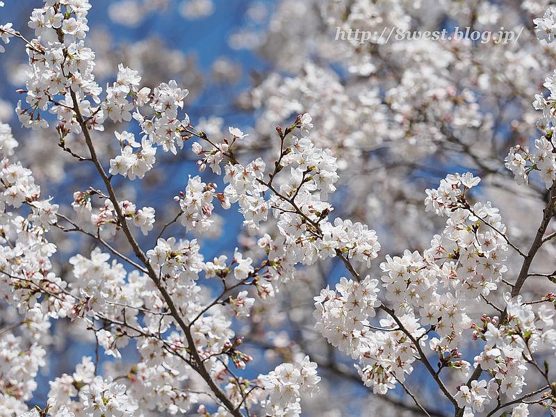 桜13