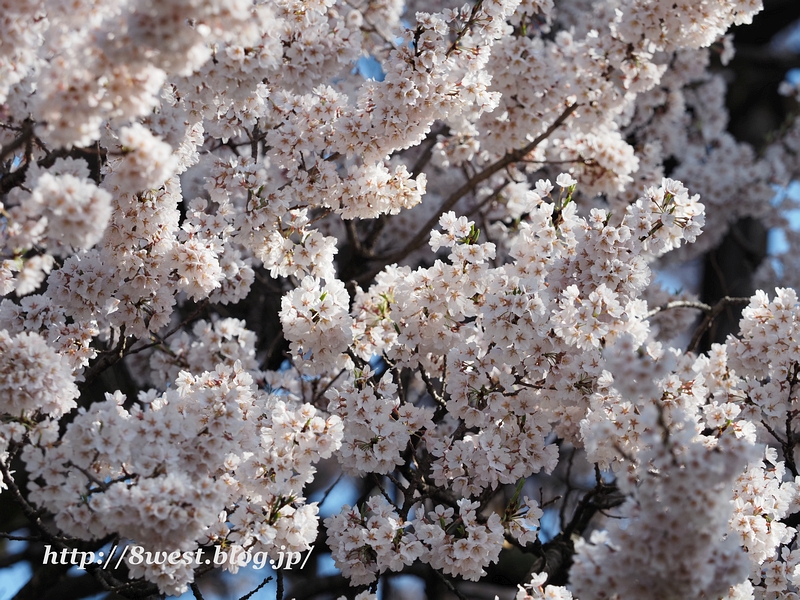 神代桜12