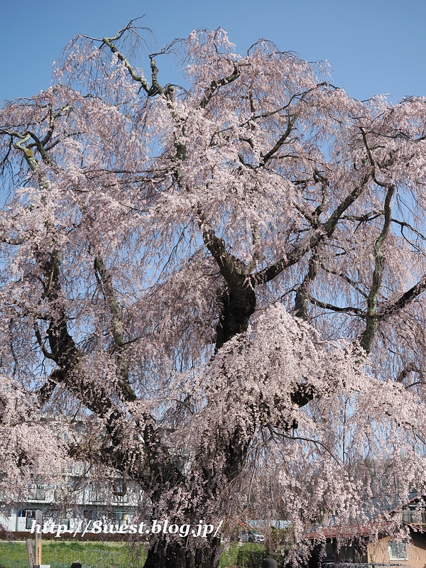 祖霊桜03