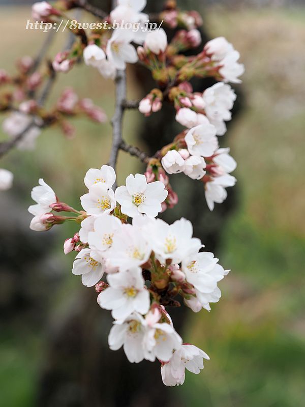 桜6