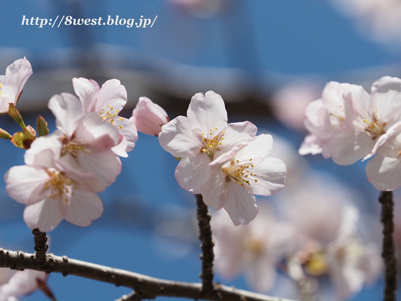 富士見の桜02