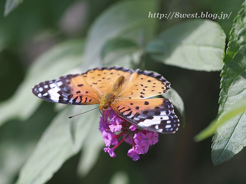 ツマグロヒョウモン3