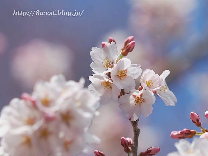 桜02