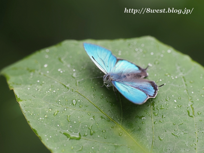 ジョウザンミドリシジミ07