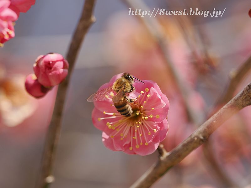 蜜蜂1