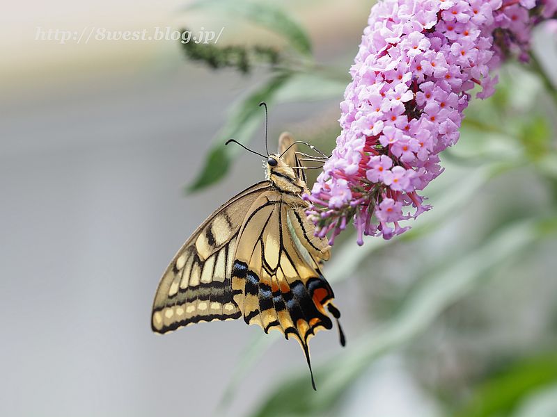 キアゲハ5