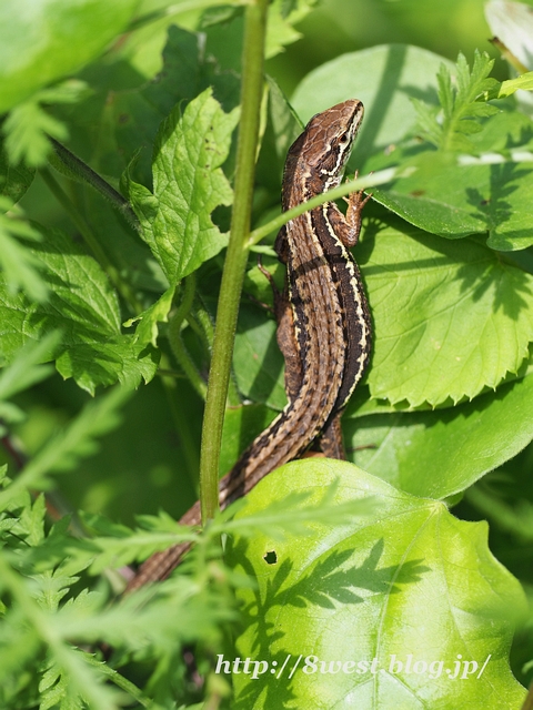 ニホンカナヘビ