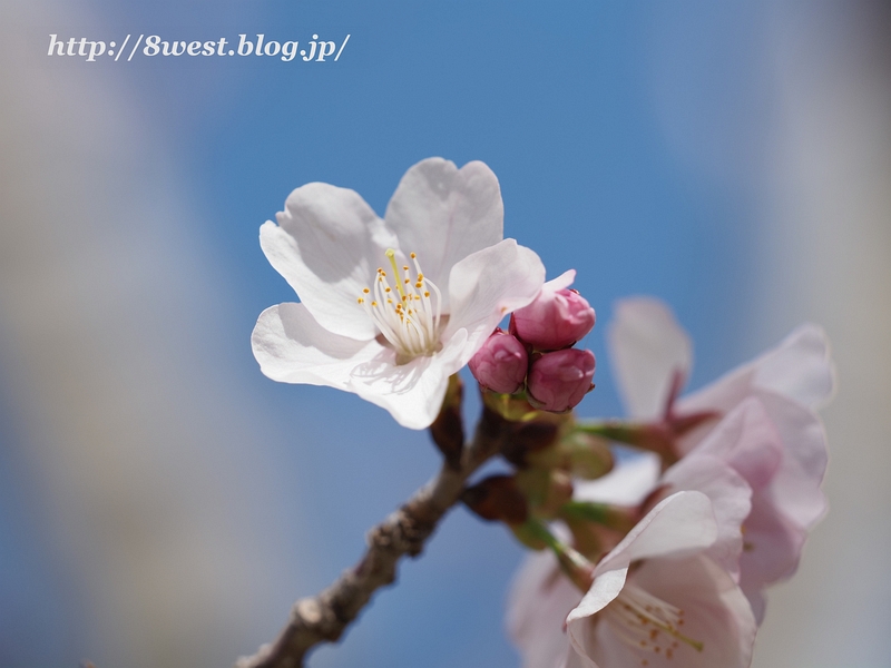 富士見の桜03