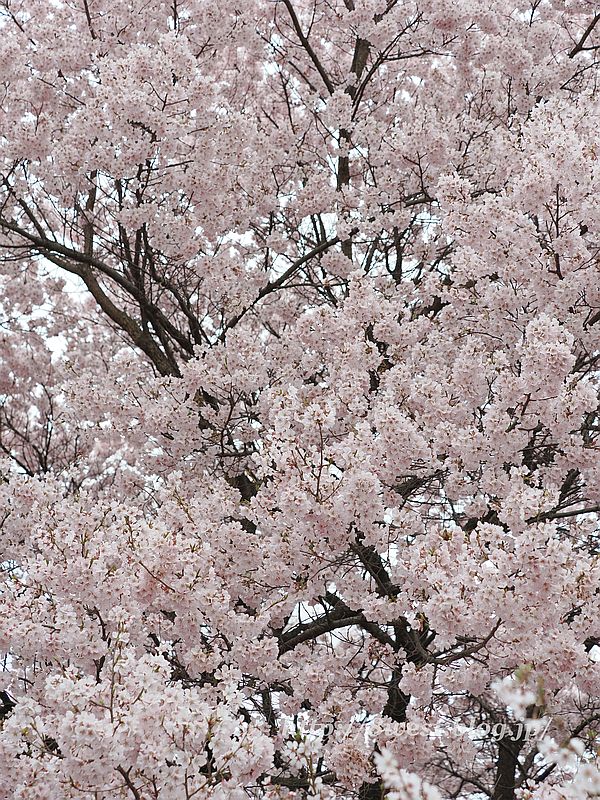 高遠小彼岸桜52