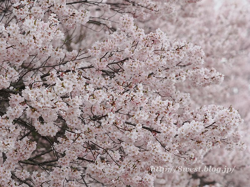 高遠小彼岸桜41