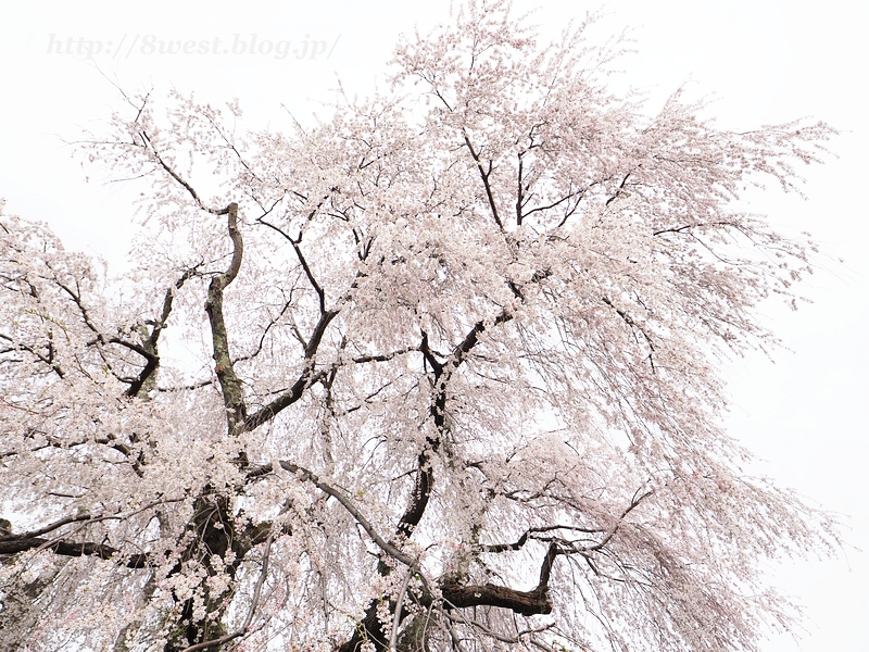 祖霊桜07