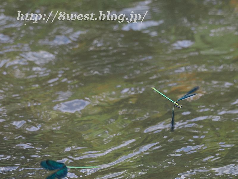 ミヤマカワトンボ1