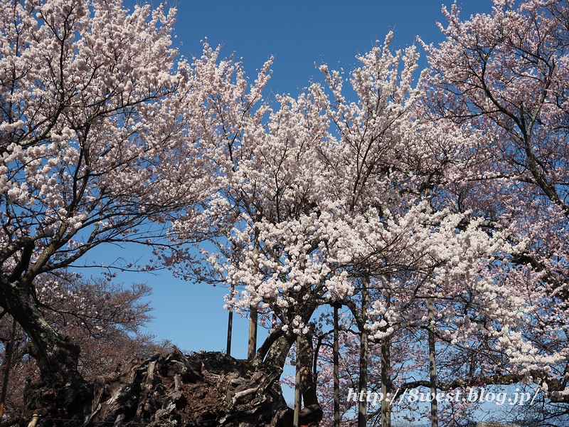 神代桜11