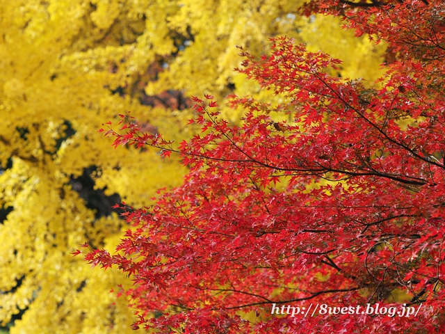 黄紅葉04