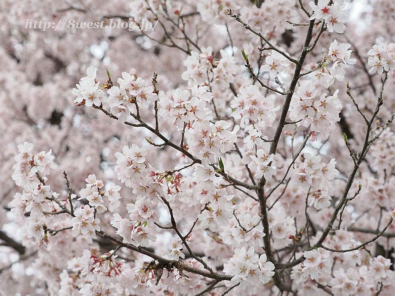 高遠小彼岸桜02
