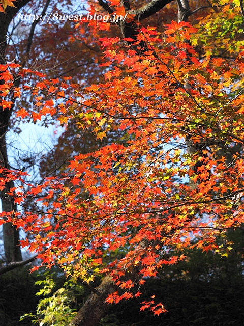 紅葉05