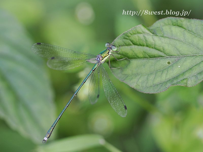 オオアオイトトンボ4