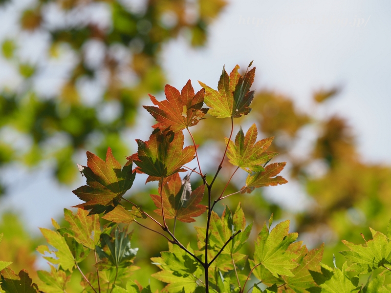 紅葉2