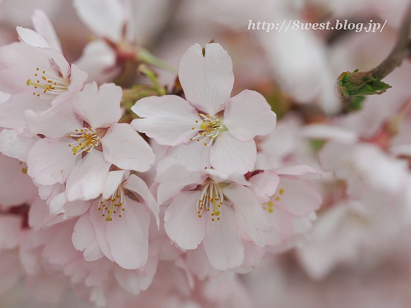 高遠小彼岸桜47