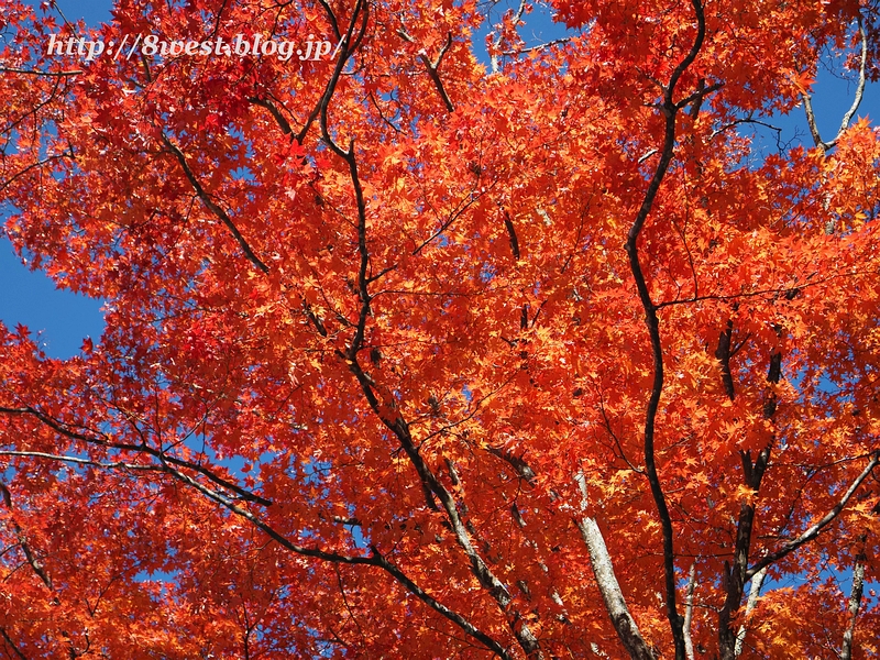 紅葉3