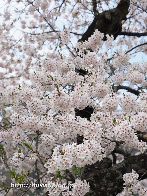 御野立桜5