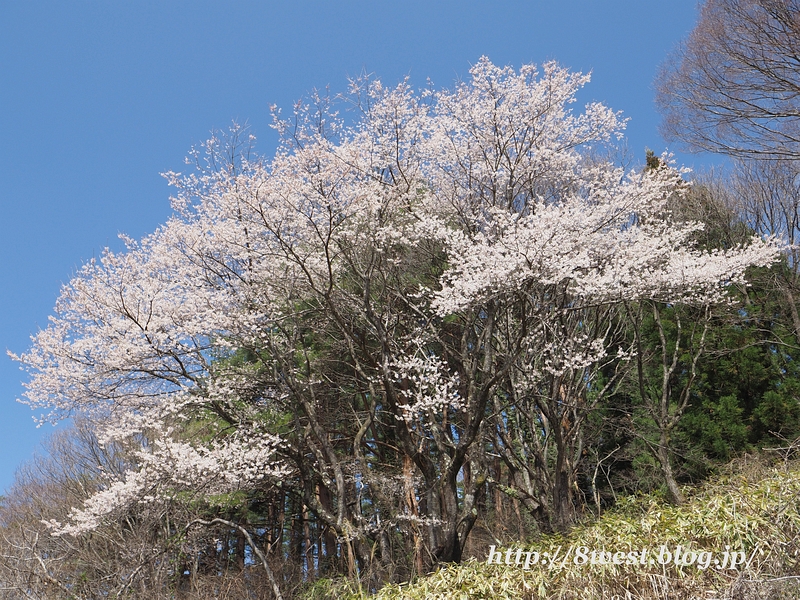 富士見の桜1